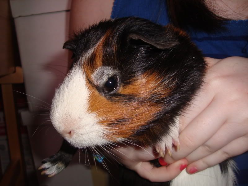 There's something wrong with my guinea pig's eye!: guinea_pigs