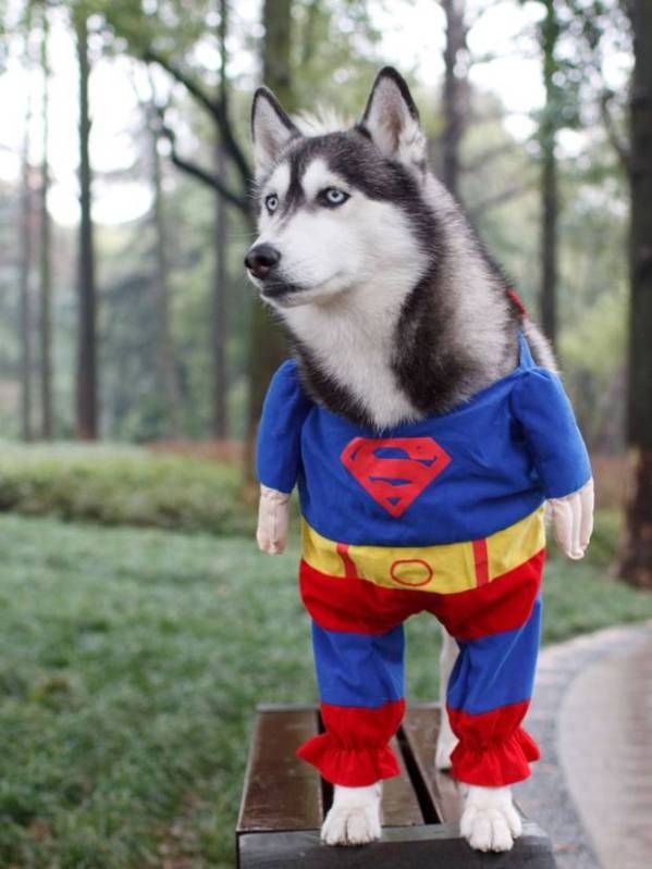 Superdog.jpg