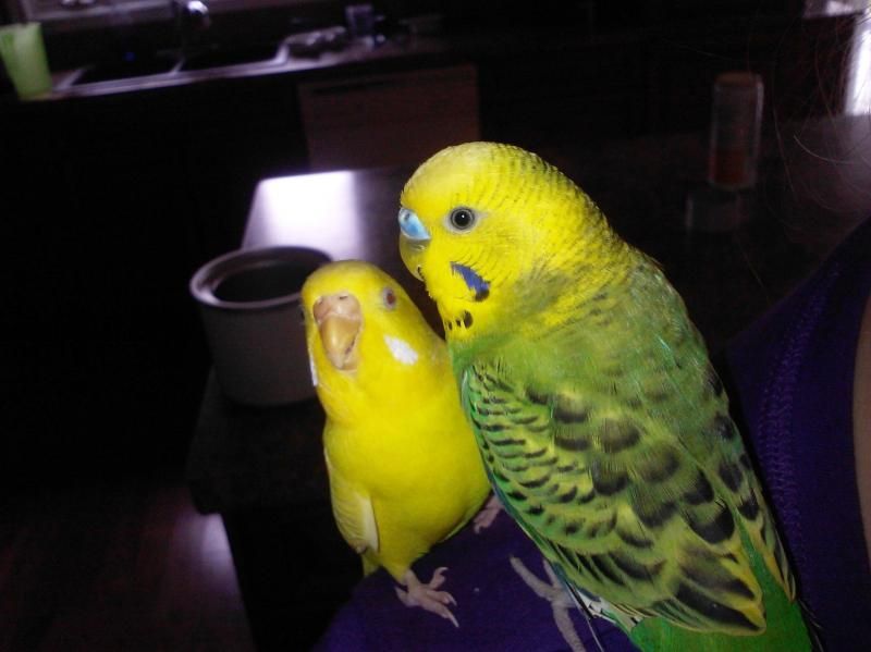 Two Headed Budgie 