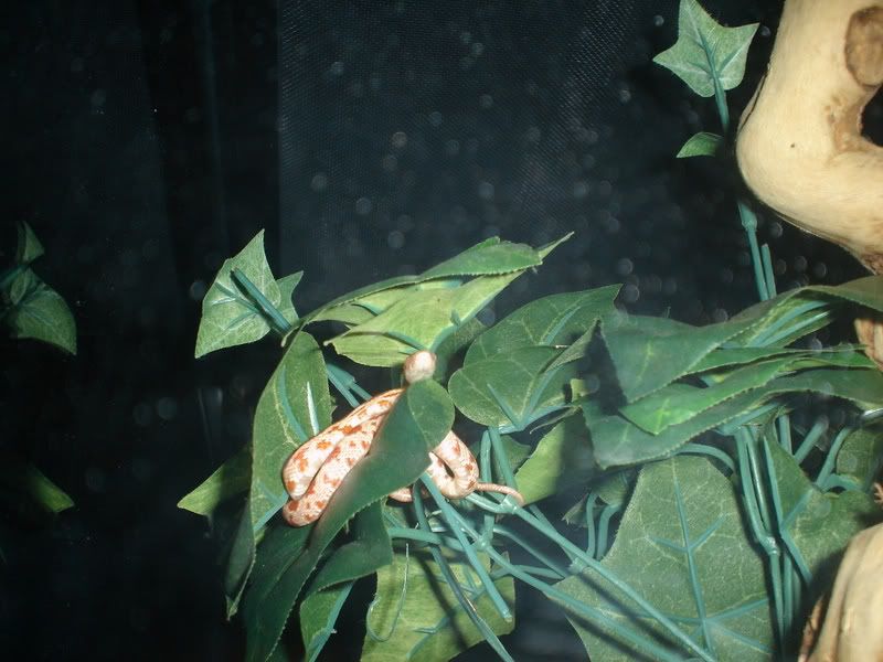 DSC09428.jpg