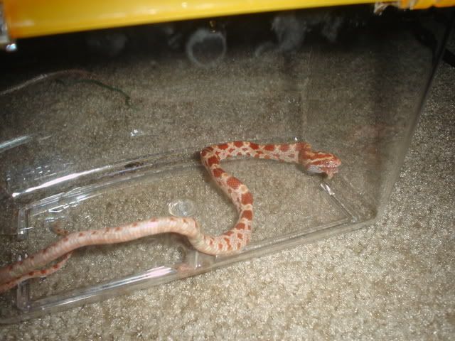 DSC09464.jpg