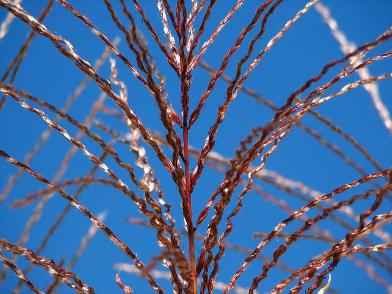 IMAGE: http://i2.photobucket.com/albums/y46/ecx350/POTN%20Challenges/Nature068-R.jpg