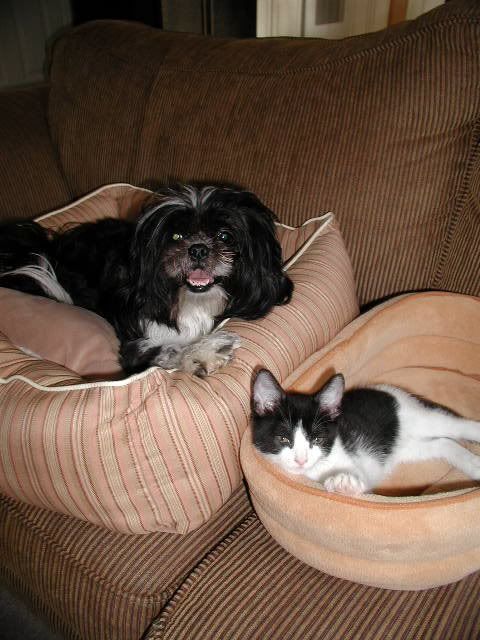 Photo Sharing and Video Hosting at Photobucket