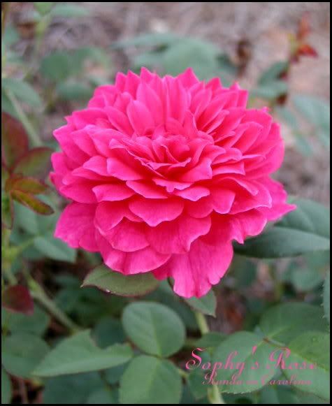 Photo Sharing and Video Hosting at Photobucket