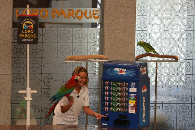 show papegaaien