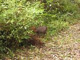 06-FuShanForestIMG_1768.jpg FuShan Forest Area - YiLan image by getdev2001