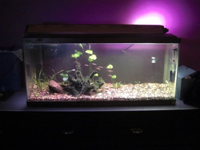 30 Gallon Low Tech Aquascaping World Forum