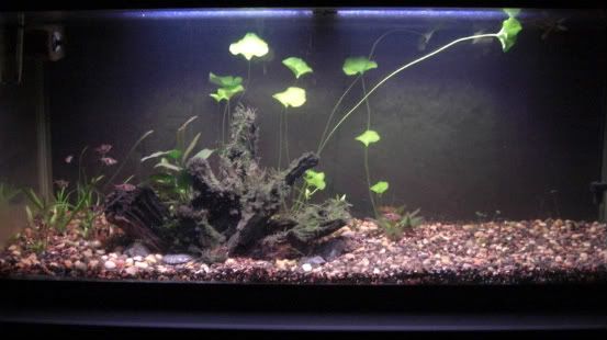 30 Gallon Low Tech Aquascaping World Forum