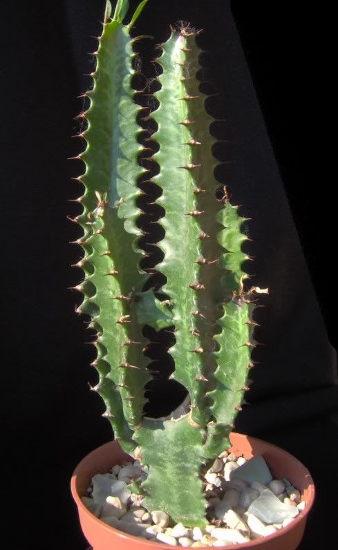 euphorbia.jpg