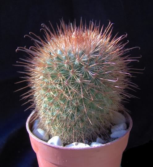 mammillaria.jpg
