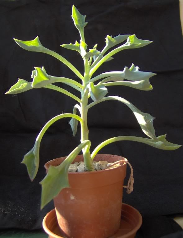 senecio.jpg