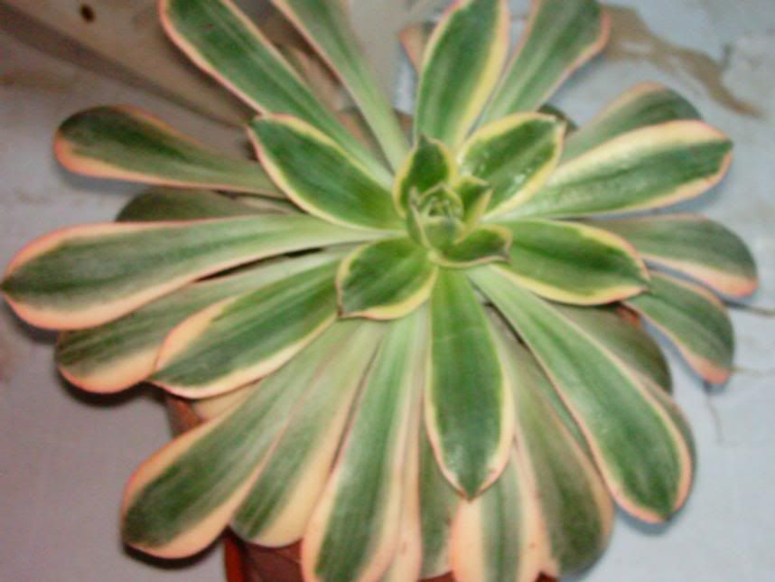 aeonium21.jpg