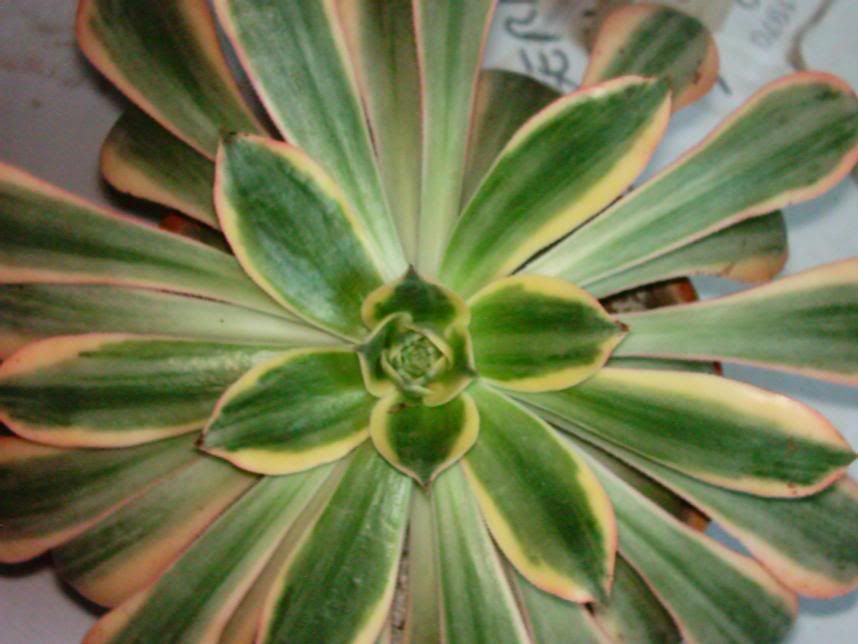 aeonium22.jpg