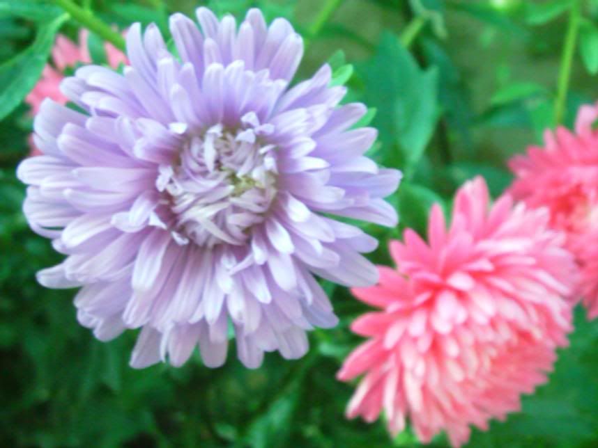 aster3.jpg