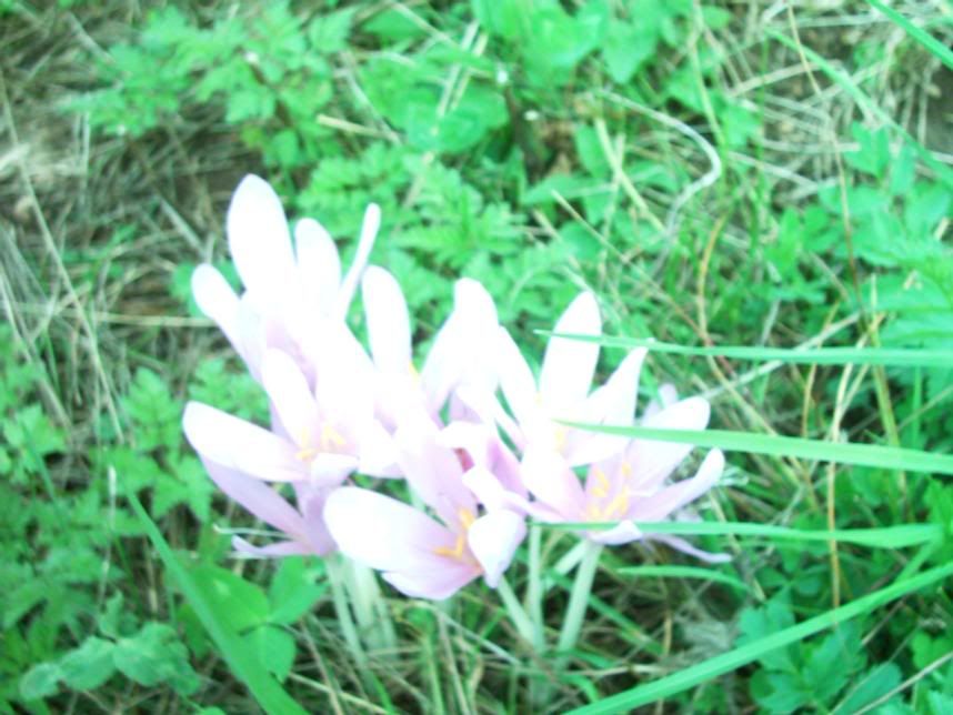 colchicum2.jpg