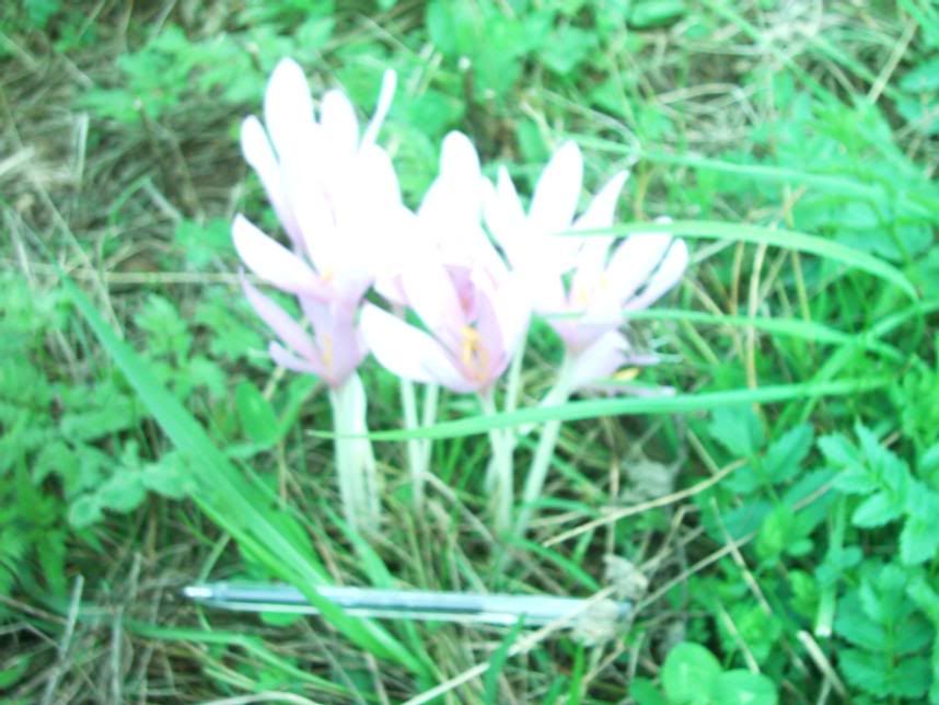 colchicum3.jpg