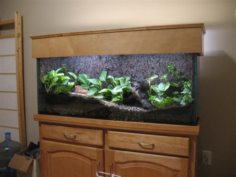 New Crested Gecko Setup Pic Intense Reptiles Canada Forums,How To Make Chili Gummies