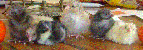 Image hosted by Photobucket.com