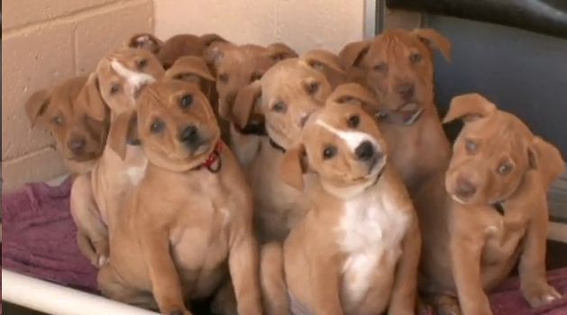 pitbulls are good dogs essay pitbulls are good dogs essay
