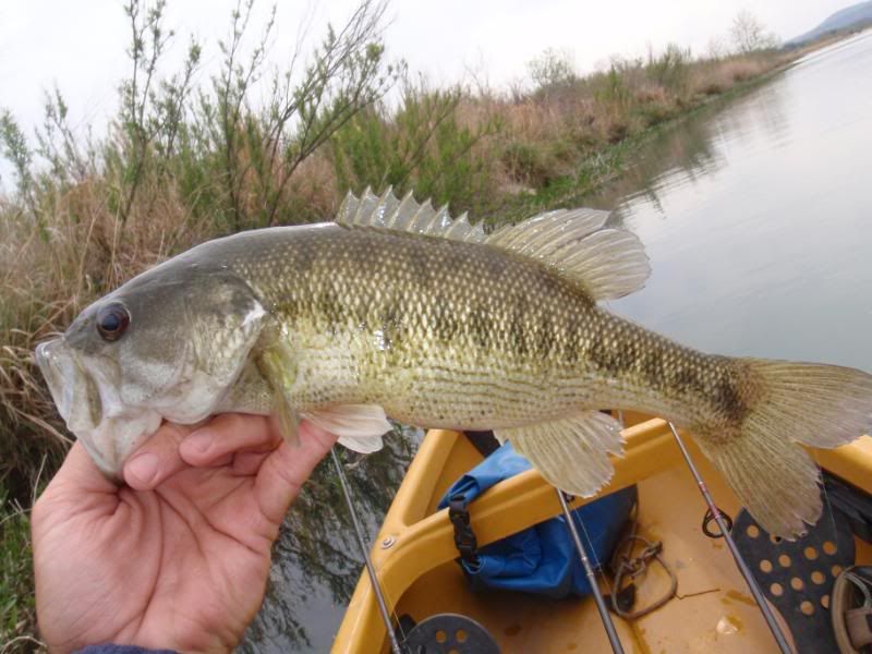 picture of guadalupe bass. 1lb 4oz Guadalupe bass