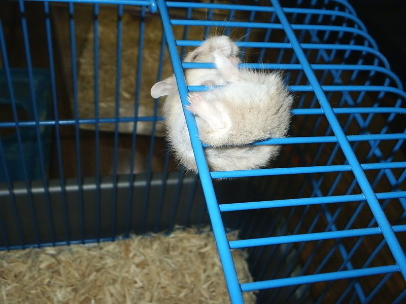 Housing dwarf hamsters in wire cages.