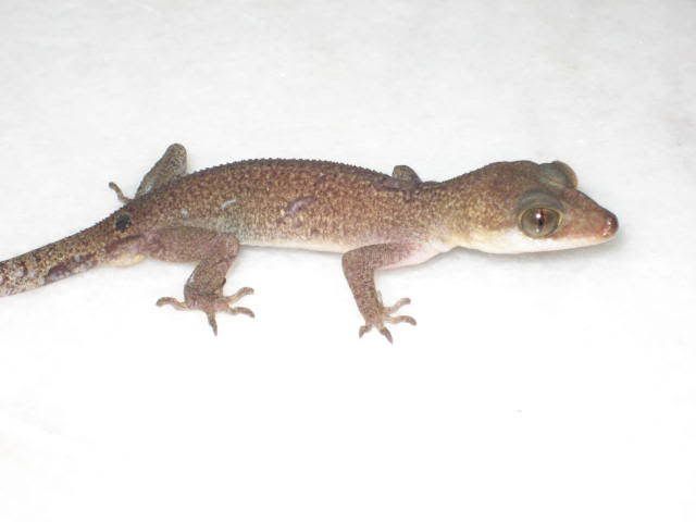 NewCyrtodactylusspp2.jpg