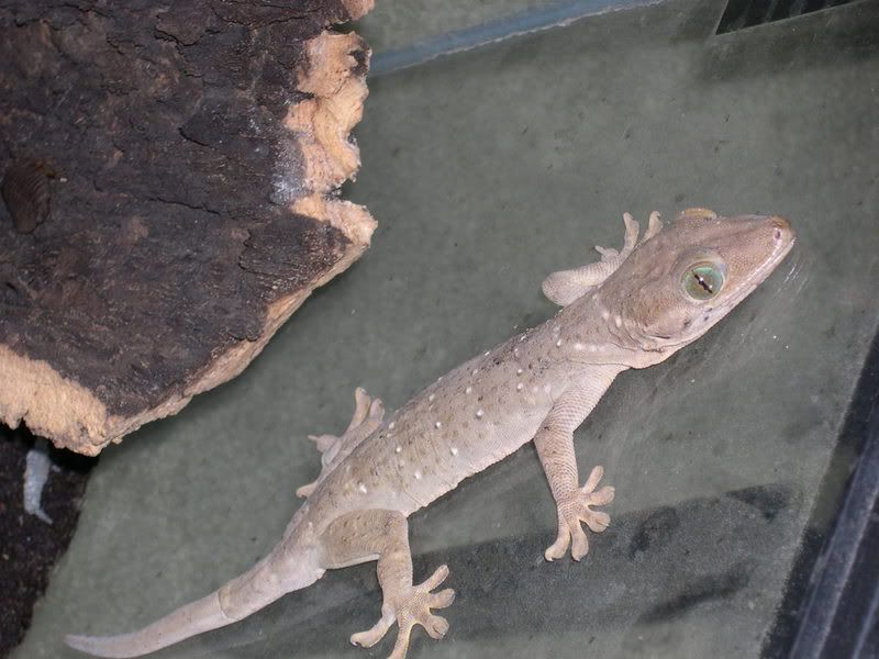 smithi gecko