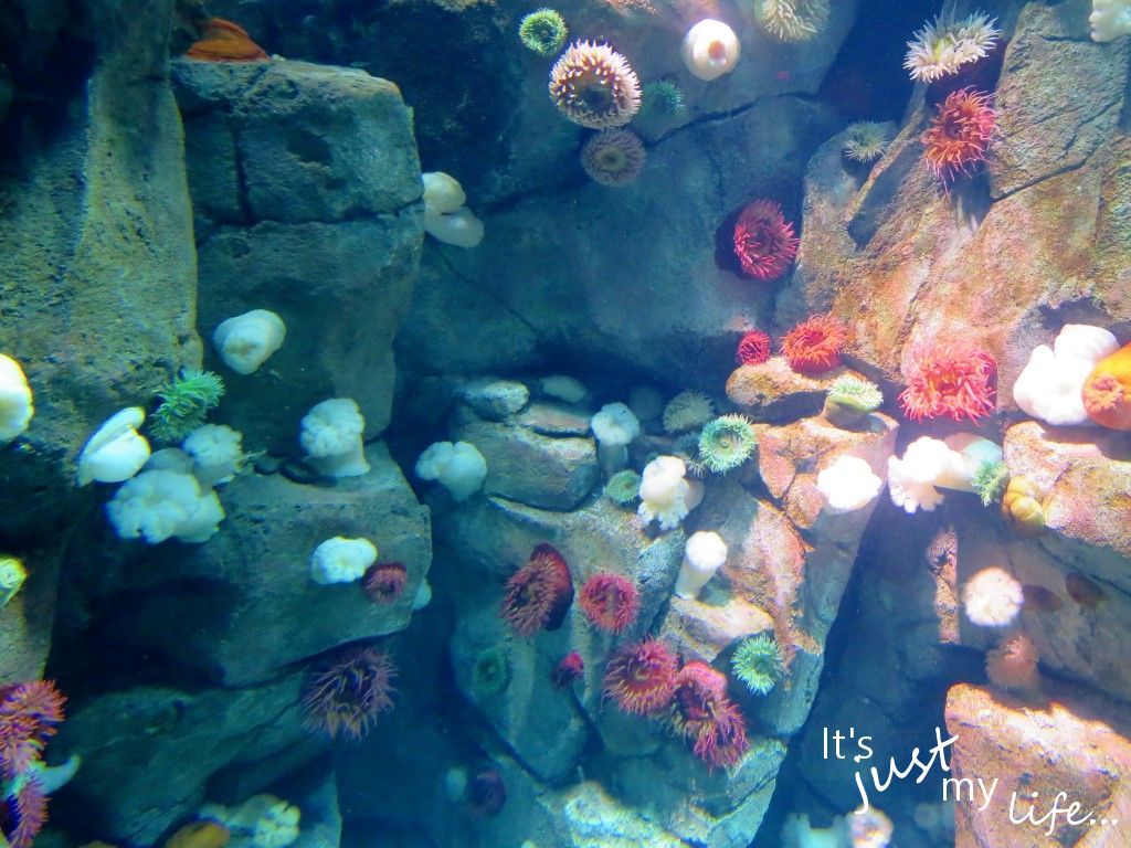 Ripley's Aquarium in Toronto