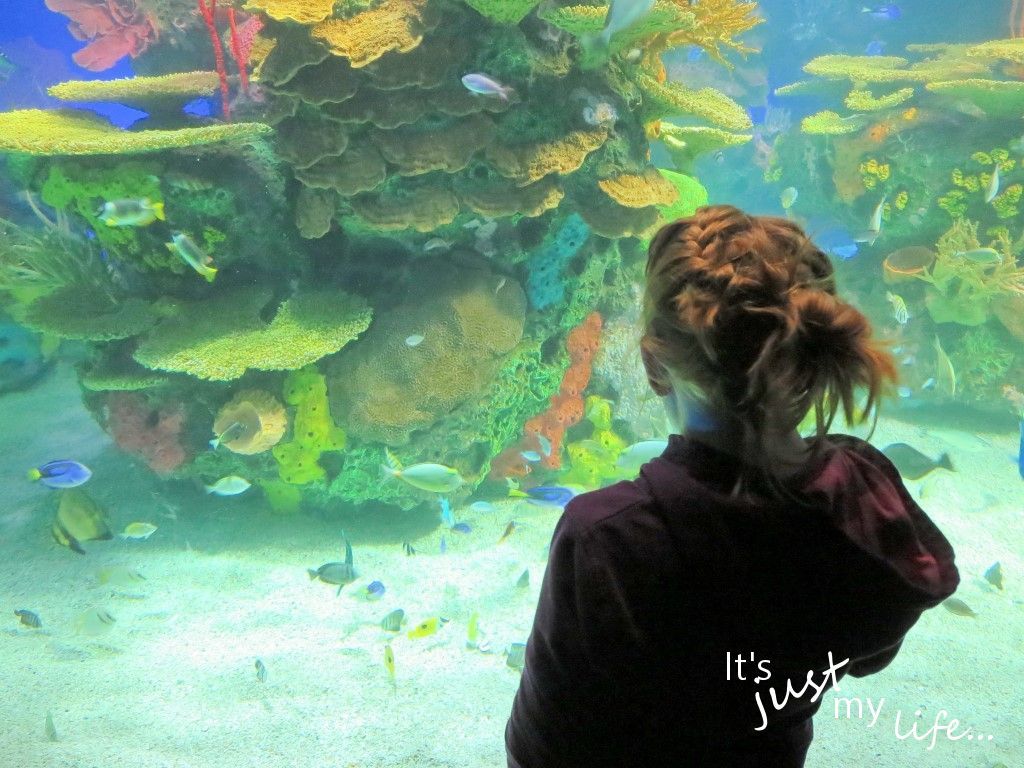  Ripley's Aquarium in Toronto