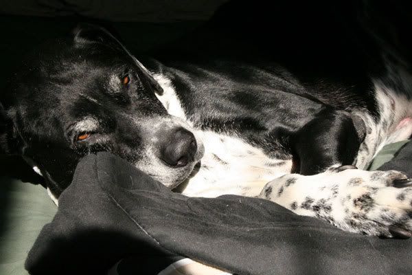 IMAGE: http://i2.photobucket.com/albums/y5/eugene03/lucky_web.jpg