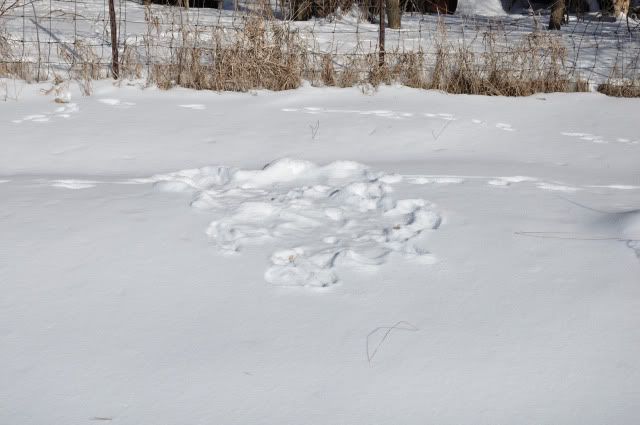 DSC_0002.jpg