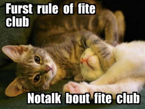 [Image: cat-fight-club.jpg]
