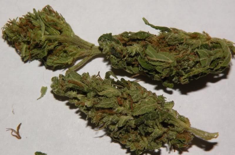 What Is Dank