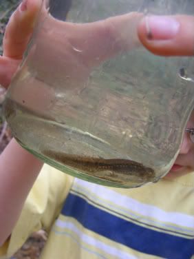 Tadpoles!