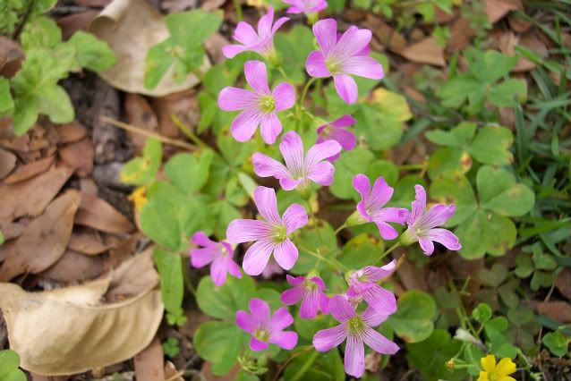 Backyard2008011.jpg