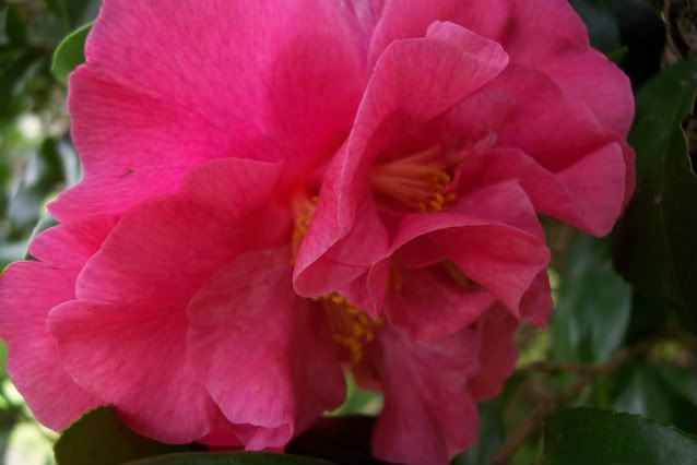 Backyard2008016.jpg
