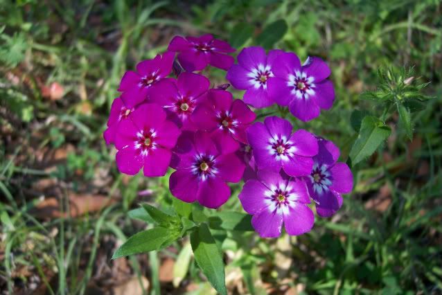 Backyard2008045-2.jpg