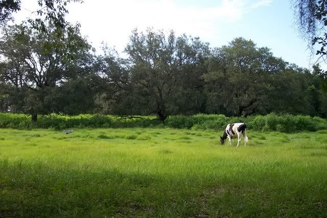 backyard017.jpg