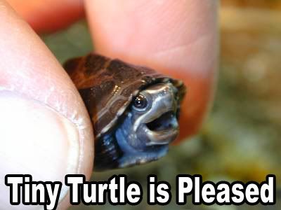 tiny_turtle.jpg