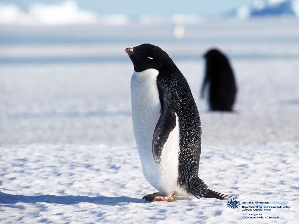 4-B4-Adelie-Penguin.jpg