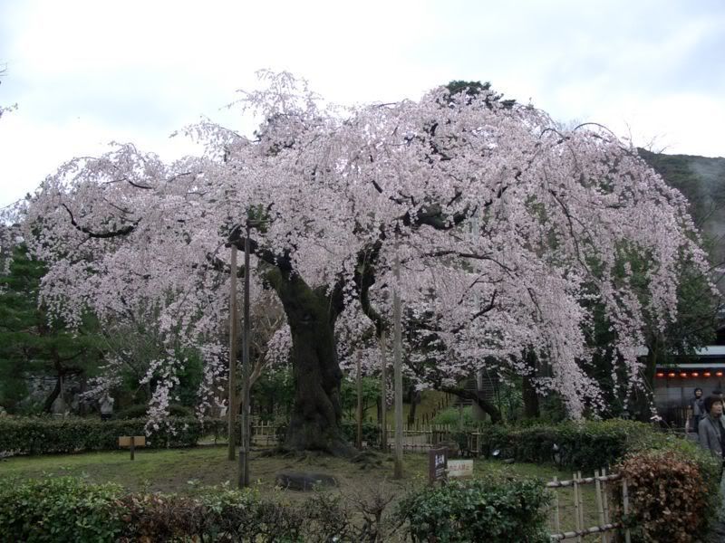 weeping sakura tree