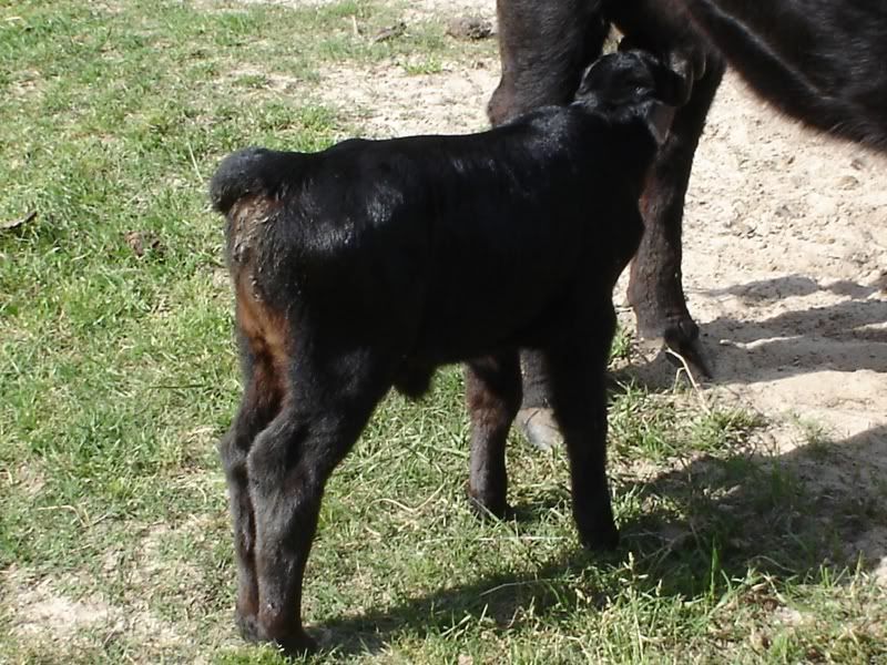 Charismaheifer1.jpg