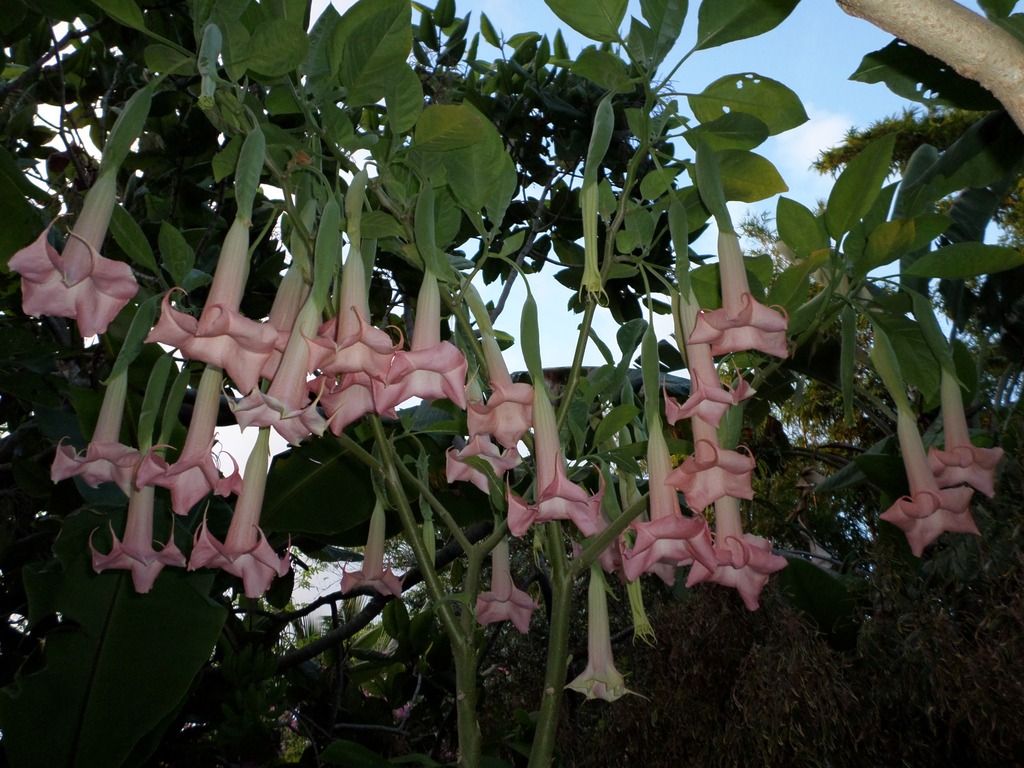 Ecuador Pink photo SAM_3137 1.jpg