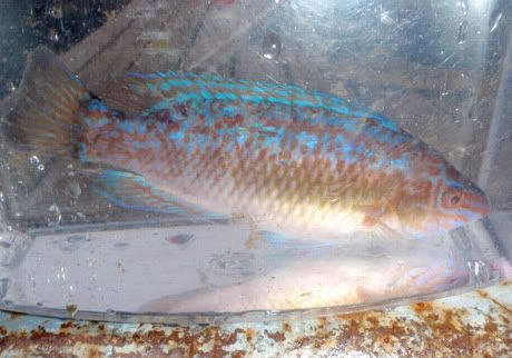 Gressgylt Bilde av gressgylt i lite akvarium