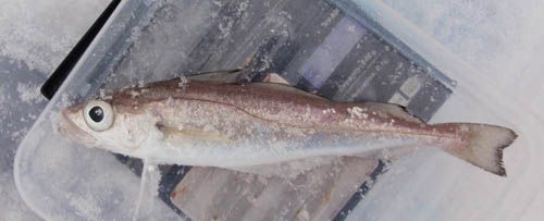 øyepål