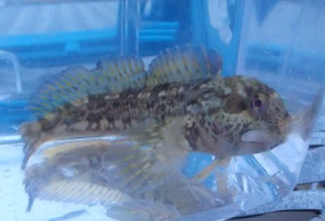 Tangkvabbe Tangkvabbe i akvarium