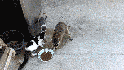 Raccoon-Steals-Cat-Food_zpsdd91aa0c.gif