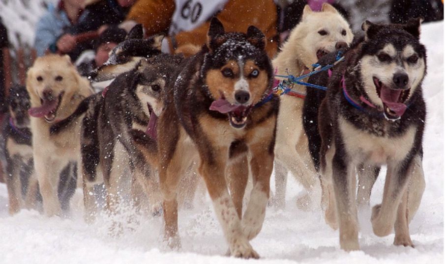 Iditarod dogs, Photo Courtesy of Frank Kovalchek