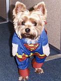 web-Most-Humorous8.jpg dog haha image by Chaikon