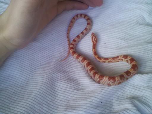snake1.jpg